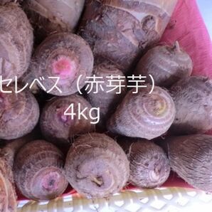 2025年度 赤芽大吉、セレベス大小混在 4kg 無農薬栽培