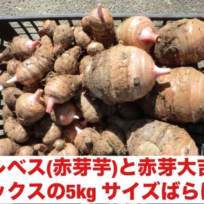 ◆ 2025年度 赤芽大吉 と セレベス大小混在 5kg 無農薬栽培 NO7 ◆