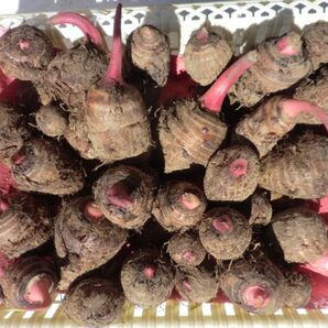 2025年度産 セレベス 6kg サイズ不揃い 無農薬栽培