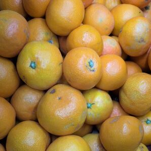 お試し!少量ほしい方1kg 極早生みかん訳あり生傷傷みあり→この時期のみかんは皮が薄く腐敗に繋がる恐れあり 和歌山有田ミカン
