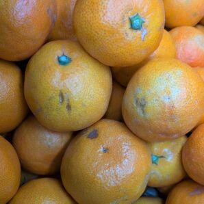 お試し!少量ほしい方1kg 極早生みかん訳あり生傷傷みあり→この時期のみかんは皮が薄く腐敗に繋がる恐れあり 和歌山有田ミカン