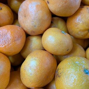 みかんの大好きな方5kg極早生みかん訳あり生傷傷みあり→この時期のみかんは皮が薄く腐敗に繋がる恐れあり 和歌山有田ミカン