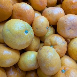 みかんの大好きな方5kg極早生みかん訳あり生傷傷みあり→この時期のみかんは皮が薄く腐敗に繋がる恐れあり 和歌山有田ミカン