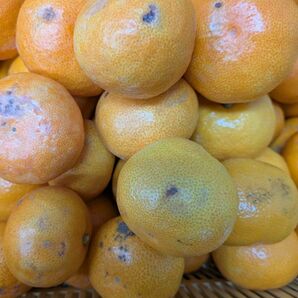 お試し!少量ほしい方1kg 極早生みかん訳あり生傷傷みあり→この時期のみかんは皮が薄く腐敗に繋がる恐れあり 和歌山有田ミカン