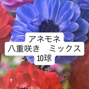 アネモネ 球根 八重 ミックス 混合 10球