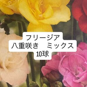 フリージア 球根 八重 ミックス 混合 10球