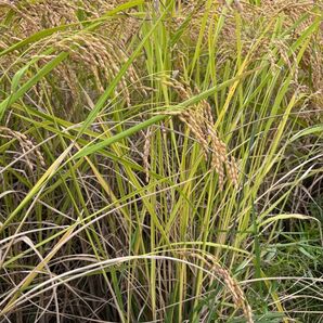 令和7年産 あいちのかおり 10キロ