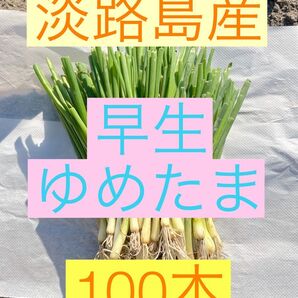 淡路島産 玉ねぎ苗 早生ゆめたま100本