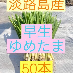 淡路島産玉ねぎ苗早生ゆめたま50本