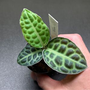 ADA LAB アルディシアsp. タートルバック