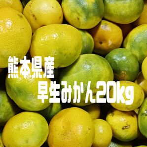 熊本県産早生みかん20kg