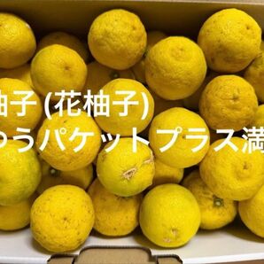 和歌山県九度山町産花柚子