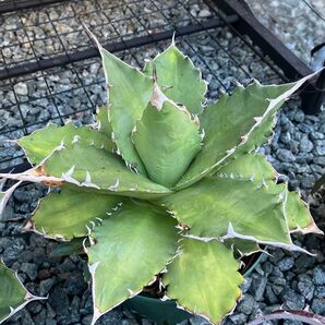 送料無料 アガベ 白鯨