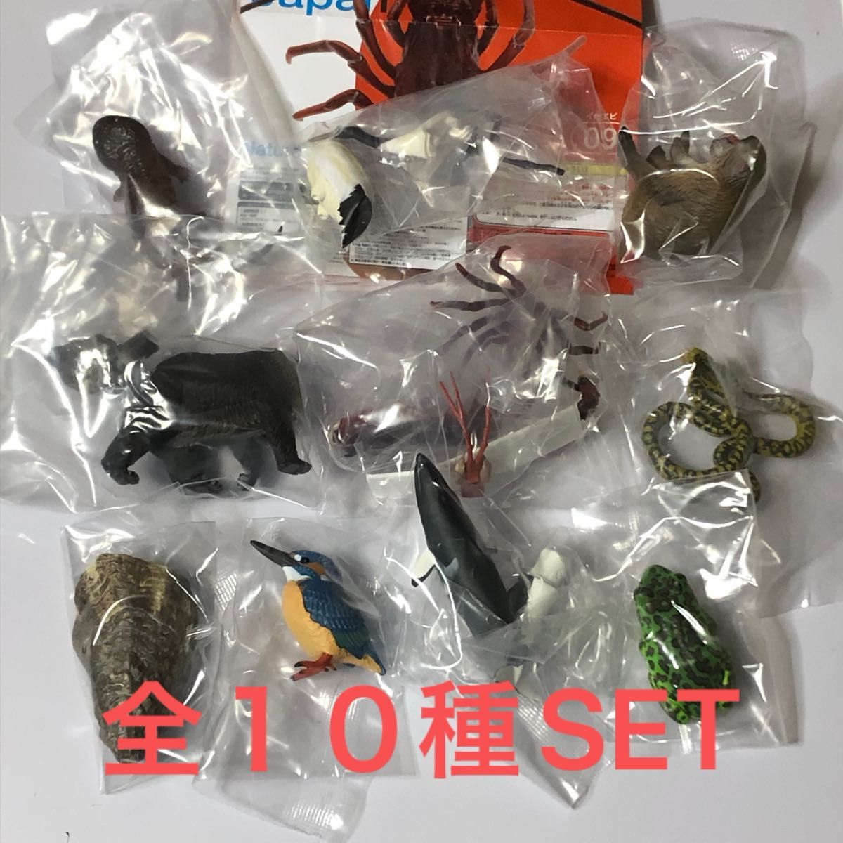 Nature of Japan日本のいきもの01全10種SET