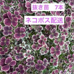クローバー 抜き苗 7本