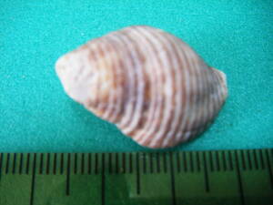 天然採取の貝殻　「スジグロホラダマシガイ」　標本Ｓ１１　超美品　