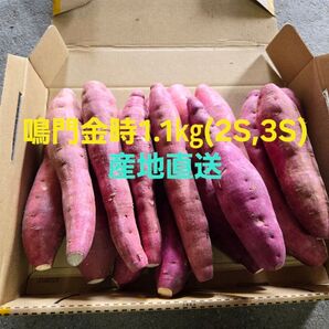 さつまいも鳴門金時1.1㎏(2S,3Sサイズ)102