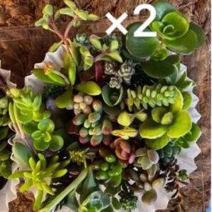 35種類×2倍(同じ種類) チビカット苗 寄せ植え 多肉植物 セダム ゆうパケット発送