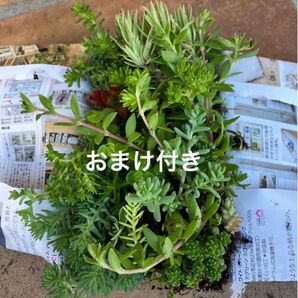 初心者様も大丈夫!綺麗に増えます!抜き苗+おまけ 多肉植物 セダム ゆうパケット発送