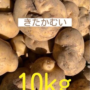 北海道産じゃがいも きたかむい10kg