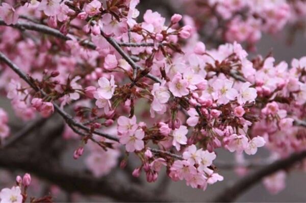 桜の切り屑！