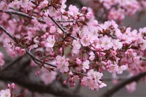 桜の切り屑！