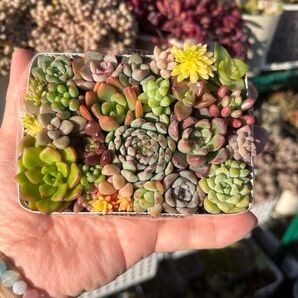 多肉寄せ植え カット苗 詰め合わせ ちまちま寄せ弁当H