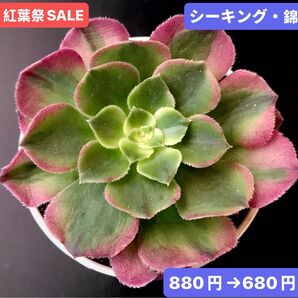 紅葉祭SALE★新入荷★韓国苗★シーキング・錦★可愛い紅葉大苗★超美苗★多肉植物★ アエオニウム