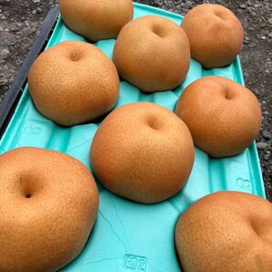 栃木県産 あたご 8玉