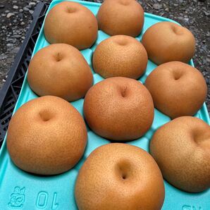 栃木県産 あたご 10玉