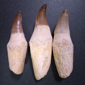【お買い得・本物】モロッコ産モササウルスの歯 根付3本セット7.5〜9cm