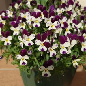 ビオラ 種100粒 【匿名発送】 バニー ラビット うさぎ 007