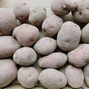 北海道産じゃがいも アンデスレッド