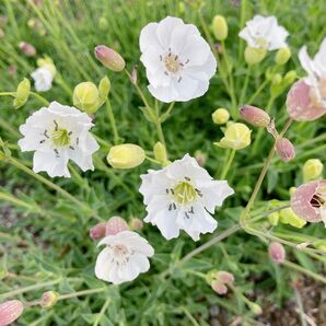 シレネ 宿根草 種