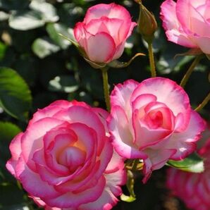 薔薇 バラ 挿し木苗 ピンク系⑨ 丸弁八重咲き ティの微香 四季咲き フロリバンダ