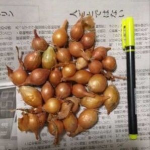 収穫の早い【ホーム玉ねぎ 30個】腐敗の確率も低い