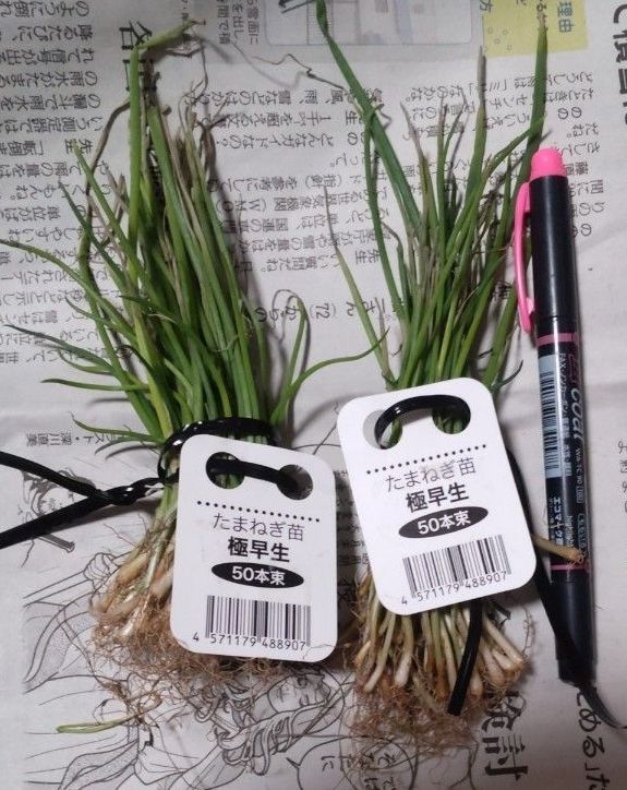 玉ねぎ苗 マーキュリー100本 早生 ポット苗 農薬不使用｜Yahoo!フリマ