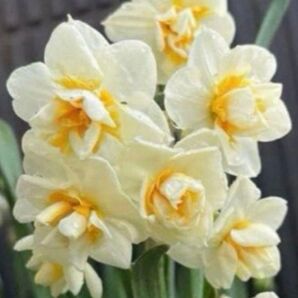 一重よりいっそう香り高い【八重咲き日本水仙】小球3個 2から3cm