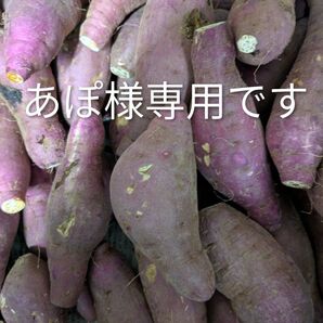 熊本の益城産 さつまいも