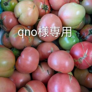 熊本八代トマト ワケあり品