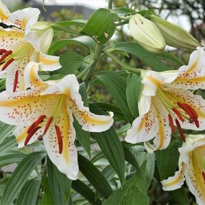 岩手県産 山ユリ 種 50g