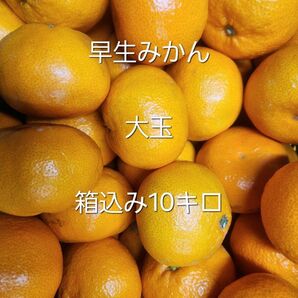 和歌山 有田みかん 大玉 箱込み10キロ