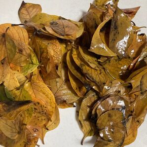 柿の葉中小サイズおよそ150枚 メダカや亀の越冬に