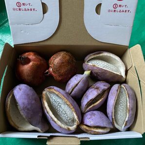 愛知県産 アケビ7個、ザクロ2個 自然栽培無農薬