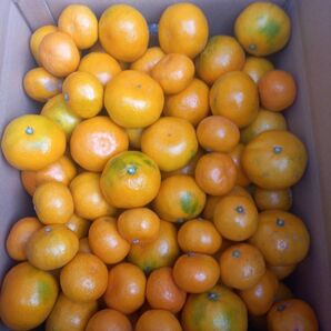 熊本県産 家庭用 みかん 小〜大サイズ混合