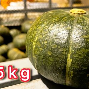 【数量限定】北海道十勝産 無農薬カボチャ 5kg 十勝の大地で育った新鮮なカボチャをお届けします!(カット含む)