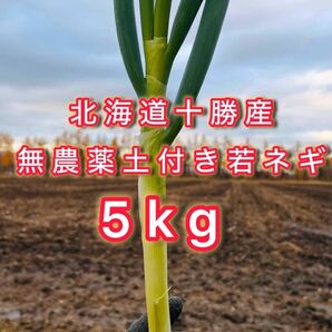 【北海道十勝産】無農薬 土付き若ネギ 5kg ご注文後に収穫!十勝の大地で育った新鮮な土付きネギをお届けします