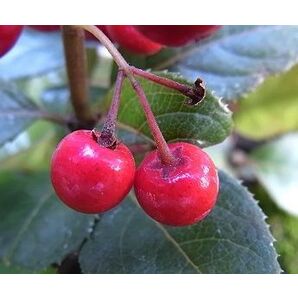 藪柑子 ヤブコウジ (3株)