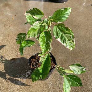 抜き苗(Q)ハイビスカス・スノーフレーク