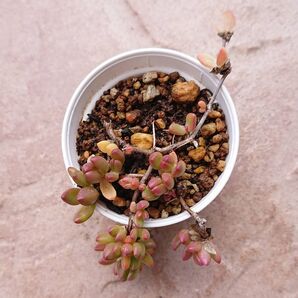 【多肉植物】ヌビゲナム